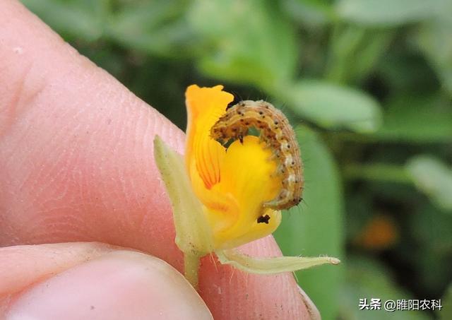 快速消灭害虫的方法，甲维盐几个黄金搭档