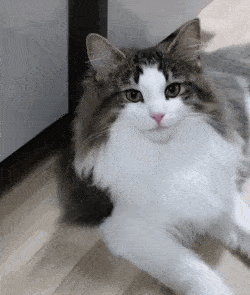 三种适合家养的猫，这四种猫“体味”轻