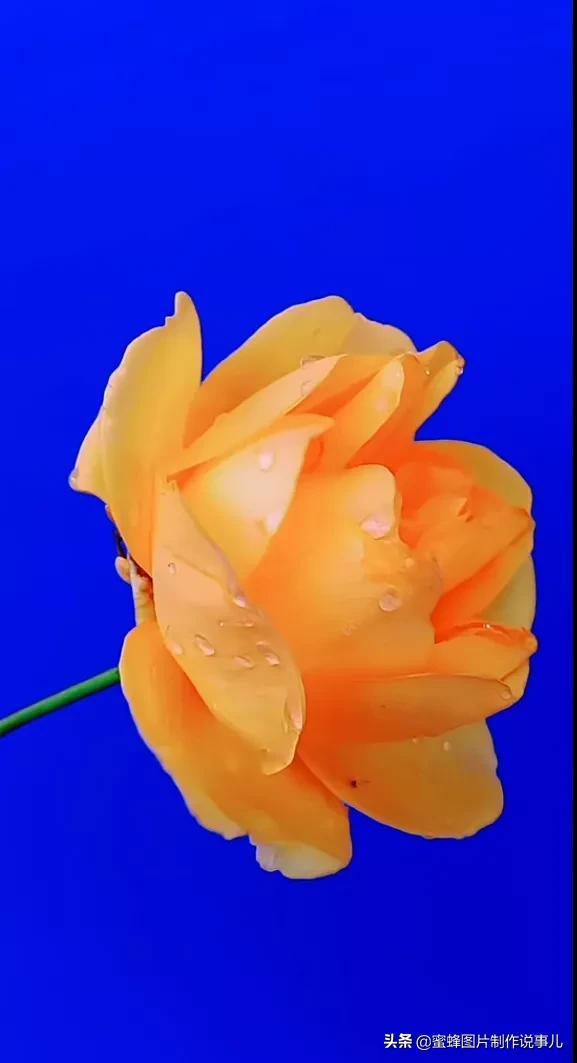 腊梅图片，一花一世界（腊梅图片）