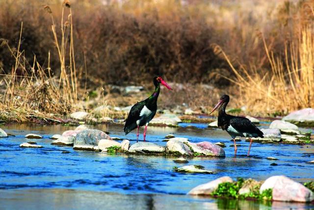 蓝桉的另一半情侣网名，蓝桉树红嘴蓝鹊微信昵称（跟着“鸟王爷”去观鸟）