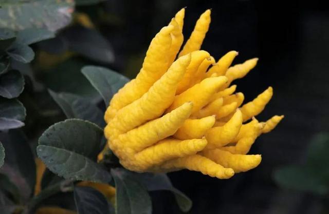 佛手果多少钱一斤，佛手多少钱一斤（年收入几十万不是梦）