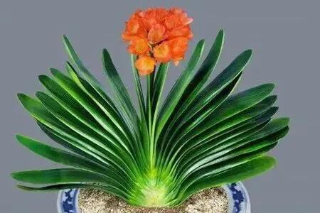 春天的花代表，春天的花代表什么（<一>君子兰、杜鹃、茶花、梅花、长寿花）