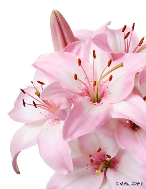 母亲节送什么花，母亲节送什么花最适合（能送给母亲的花不只是康乃馨）