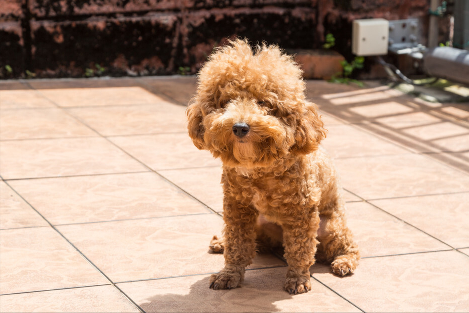 泰迪犬多少天洗澡 泰迪犬多少天能吃东西