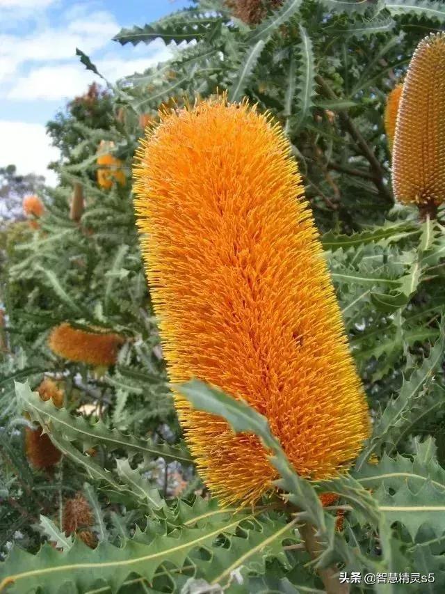 铁树开花的方法，铁树开花的方法有哪些（铁树开花了，也有芬芳的一天）