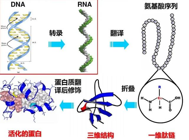 关于短角牛介绍，什么是长角牛（被改造的“畸形”产物）
