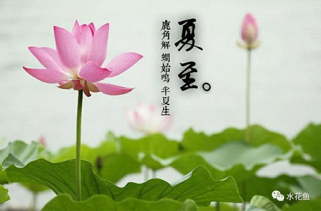 炖鱼需要多长时间，炖鱼多长时间（鱼类发病的四个主要时段——两个发病高峰期、两个鱼病易发阶段）