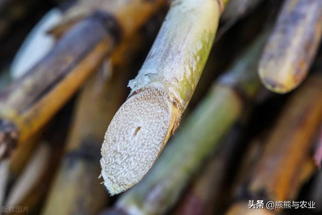 甘蔗的种植技术方法，如何种植甘蔗（甘蔗的种植方法）
