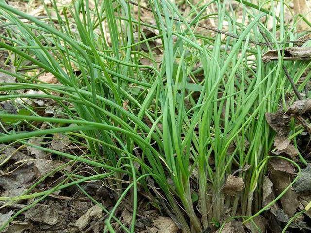 野生菜的种类，野生菜的品种有多少（农村公认最好吃的8种野菜）