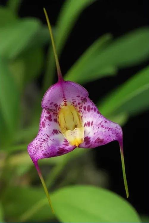 鲜花的花语和花的数目的寓意，鲜花数量的寓意（100种迷人的“数字花”）