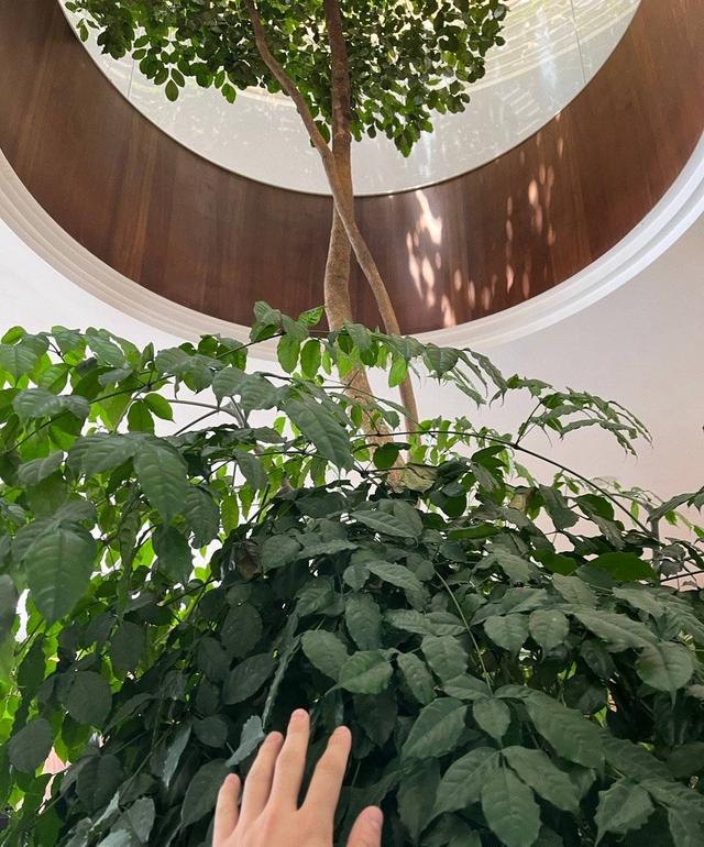 幸福树开花图片，夏季怎么养护幸福树（室内客厅养幸福树）