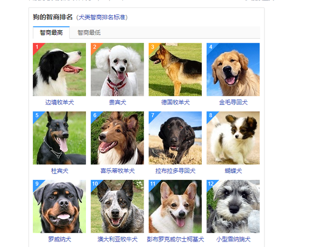 当狗狗智商有“段位”，这3种狗必须是“王者”