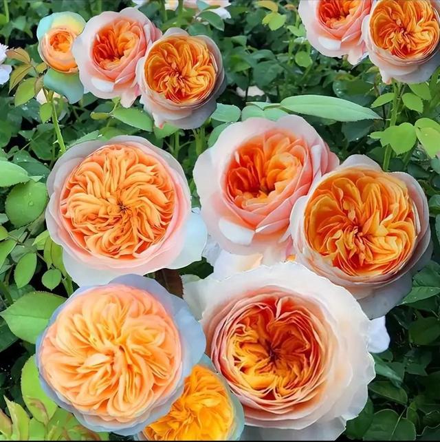 繁花似锦下一句是什么，一路繁花似锦下一句是什么（美醉你的心田）