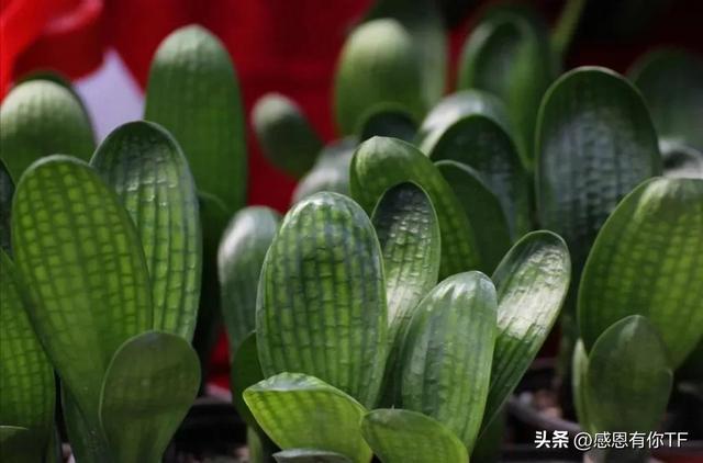 长春市花是什么花，长春市花是什么花（长春市市花——君子兰）