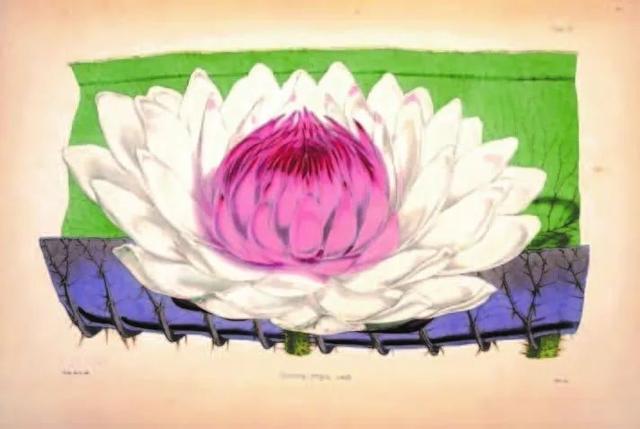 含羞草研究所怎么注册，含羞草免费帐号（王莲：看我如何卷成水中之王）