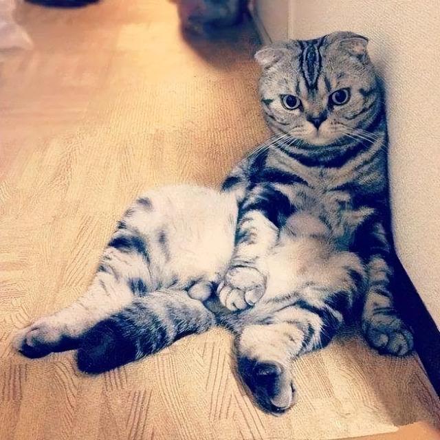 苏格兰折耳猫怎么养，苏格兰折耳猫能活多久（饲养“苏格兰折耳猫”）