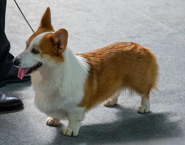 狗最多能活多少年，狗能活多少年的寿命（这几种“长命狗”）