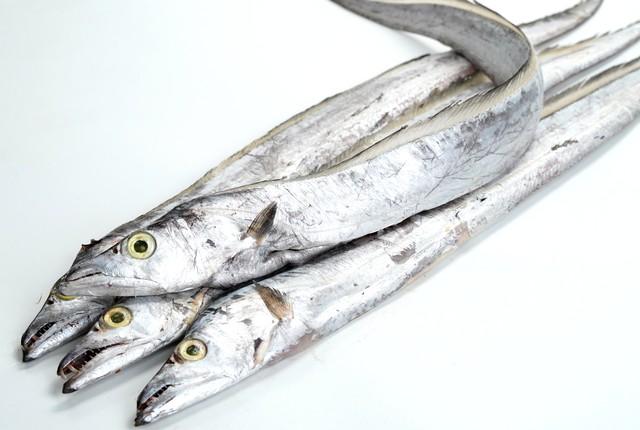 为什么菜市场上没有活的带鱼，为什么市场上的带鱼没有活的（为什么市场上不卖活带鱼）