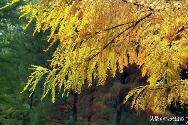 大光圈是什么意思，拍照大光圈是什么意思（手机摄影：大光圈模式独具魅力）