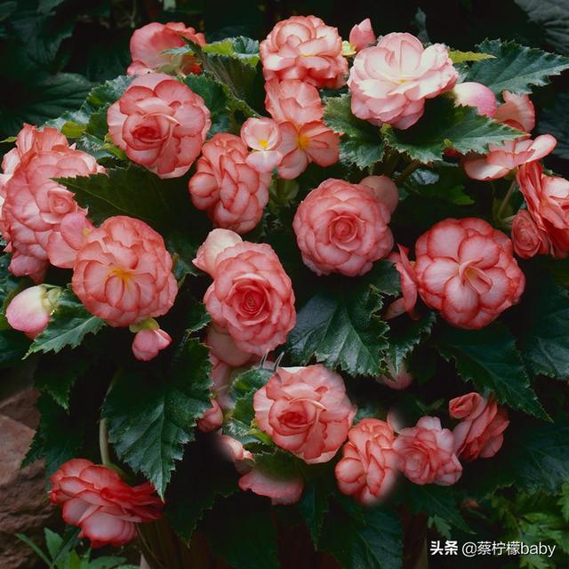 蕾丝边是什么意思，蕾丝边浪漫百分百蕾丝边是什么意思（蕾丝边的海棠花你见过吗）