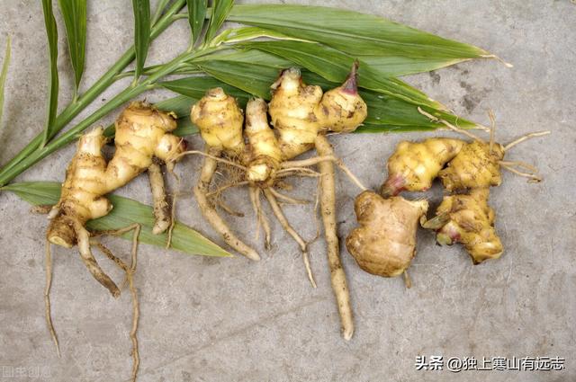 干姜和生姜的区别，生姜和干姜的区别（来自姜科家族的中药）