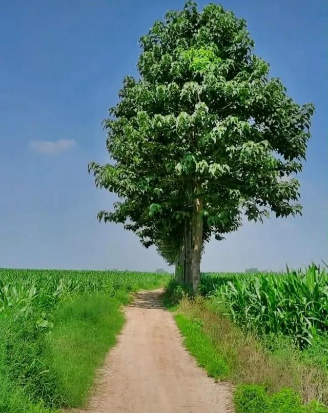 小河流水哗啦啦顺口溜，儿童顺口溜（儿时被遗忘的顺口溜）