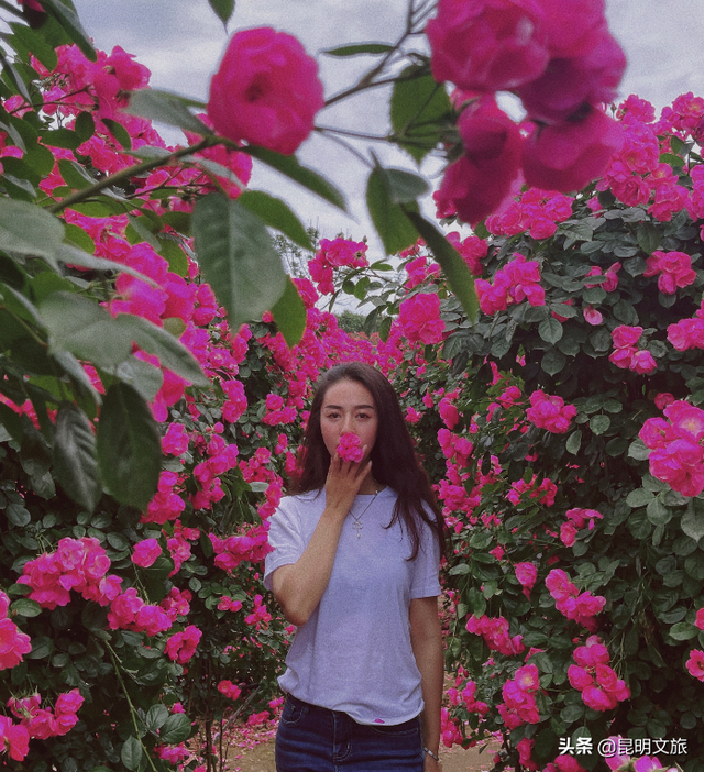 市花和市树是什么，杭州的市树和市花是什么（昆明400亩网红月季花海）