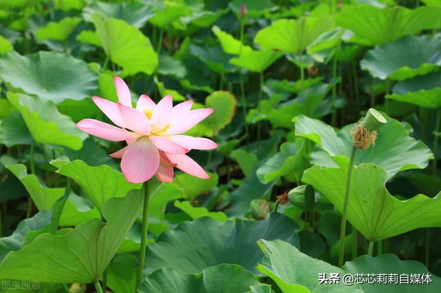 平静的生活经典句子，心态好格局大的句子（平静人心的句子）