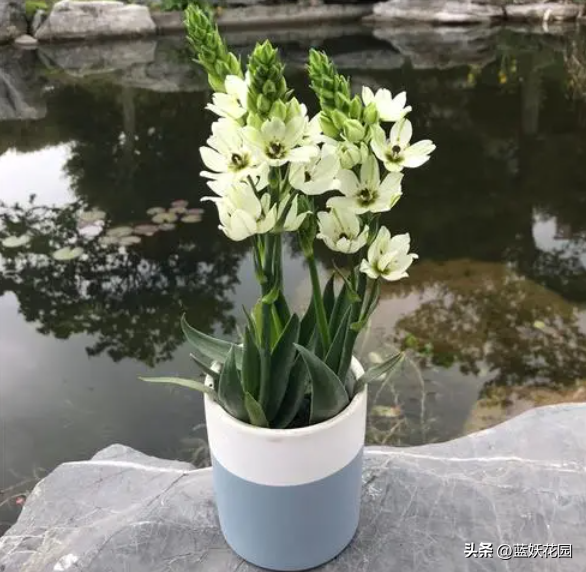 圣心百合的养殖方法和技巧，高端切花素材圣心百合