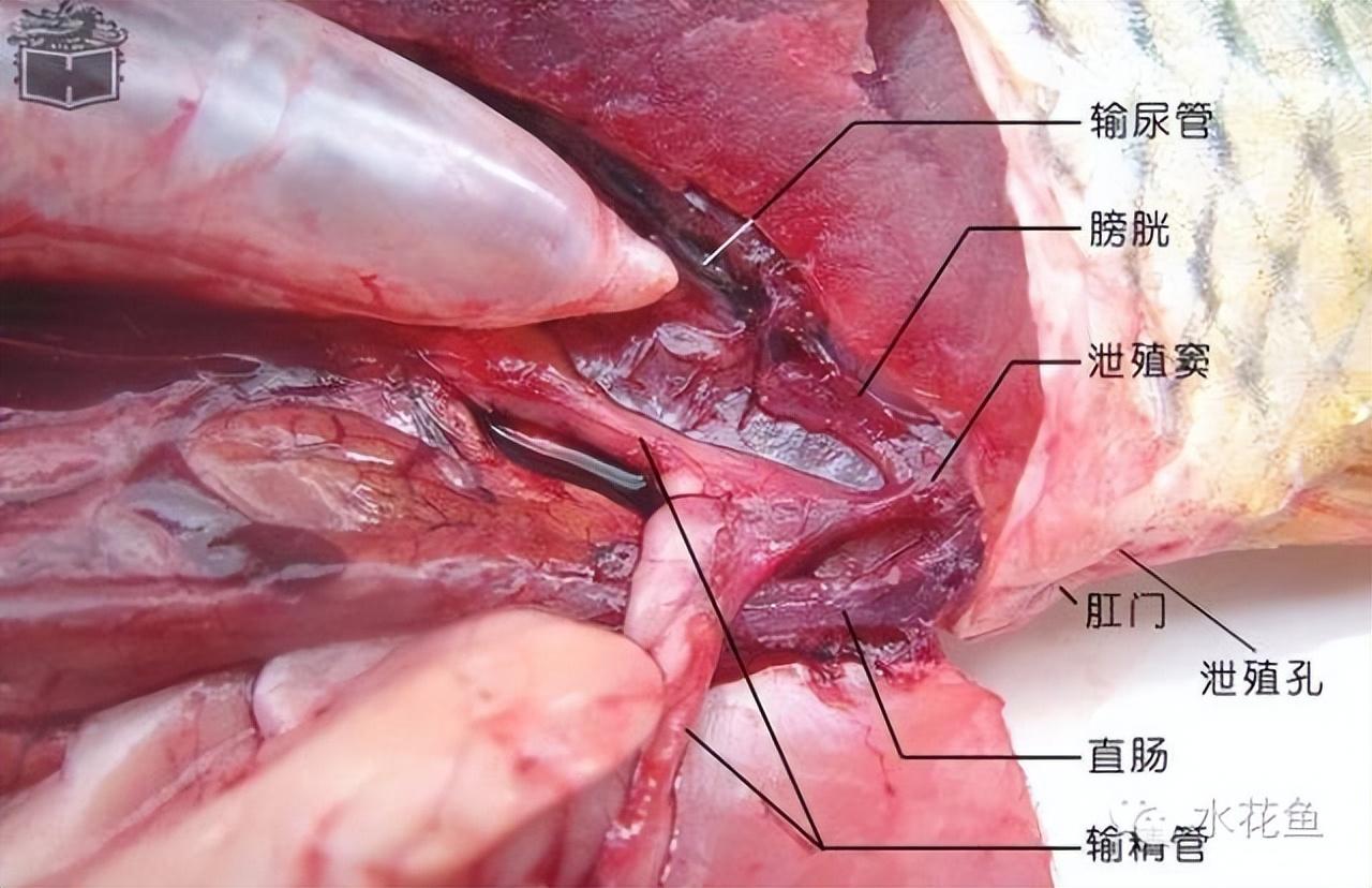 鱼的外部器官图片