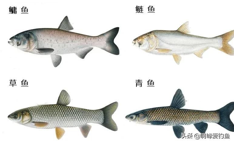 鲤鱼虽美味却少人问津，背后竟藏不为人知的苦衷与误解