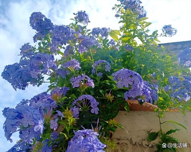 蓝雪花的养殖方法和注意事项，蓝雪花的修剪方法和注意事项（蓝雪花怎么扦插几月份扦插）