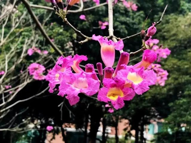 紫花风铃木可以盆栽吗，紫花风铃木北方能成活吗（分享——紫花风铃木）