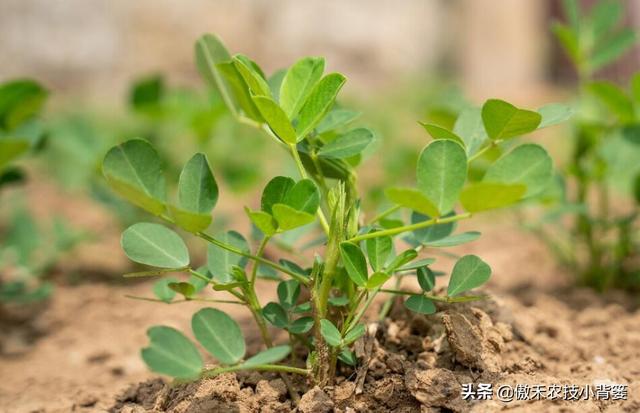 花生的生长过程，花生是怎么长出来的（又能促进开花结荚多收花生果）