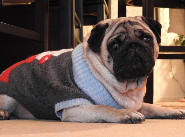 十大新手最好养的狗狗，最适合新手养的狗狗十大排行榜（最适合新手养的6种狗狗）