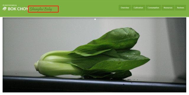 瓢儿白是什么，瓢儿白的学名（油菜、上海青、瓢儿白、鸡毛菜……竟然都是一种菜）