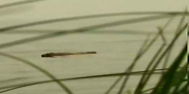（笑的很好看的头像 癞蛤蟆扮青蛙长得丑玩的花。微信，（笑的很好看的头像） 癞蛤蟆扮青蛙长得丑玩的花。（2011年中国山东省惊现“水怪”）