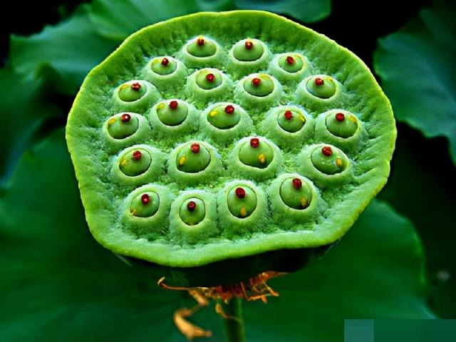 的卢马的读音，《三国演义》电视剧“的卢马”（汉字探源：的字的来历及其本义）