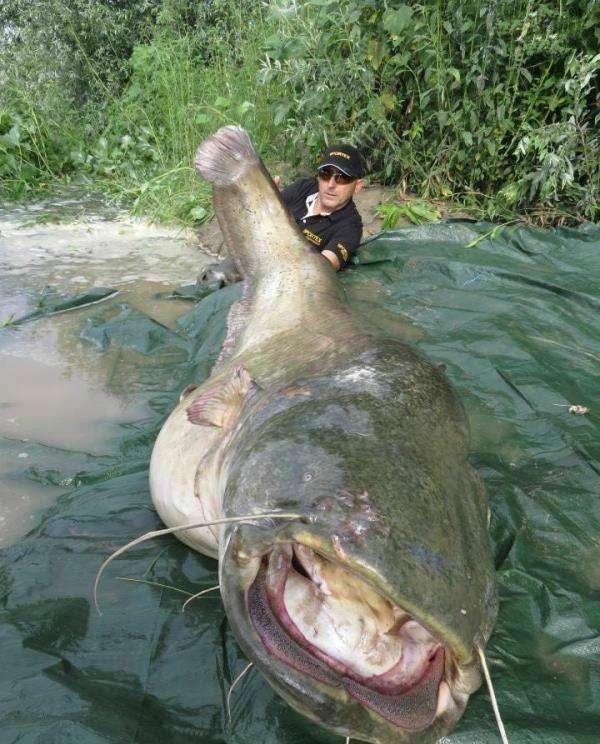 世界上最大的鱼，世界上最大的鱼缸（入侵我国后为何没有泛滥）