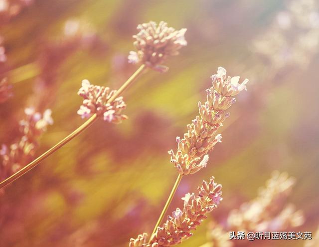有你真好的说说，有你超甜的句子（岁月无言，春风十里，有你真好）