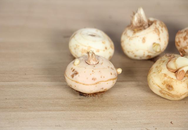 西红花种子，藏红花球茎栽培简单（西红花种子怎么种）