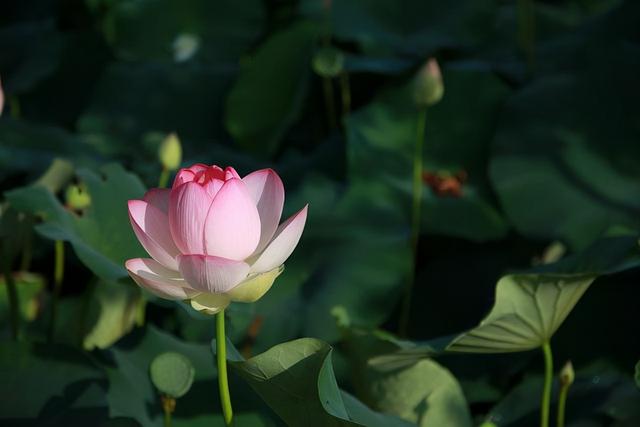 夫妻走到尽头的句子，夫妻走到尽头的句子有哪些（缘分已尽时）