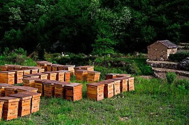 40箱蜂一年赚多少钱，中蜂群出售60元（靠养蜂一年可以收入多少钱）