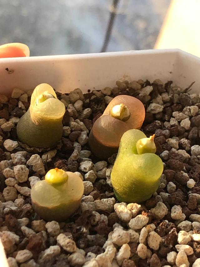 多肉灯泡，自家多肉 请君欣赏（多肉灯泡怎么养）