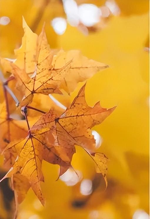 秋分日是几月几日，秋分是几月几日（秋分 ， 一年中最美的时节）