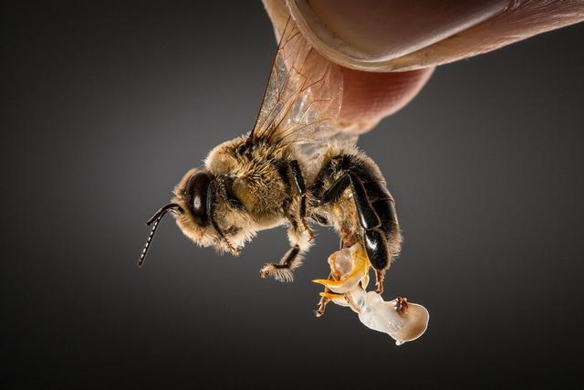 蜜蜂的特点和生活习性，蜜蜂的特点和生活特征（带你了解蜂王、工蜂、雄蜂）