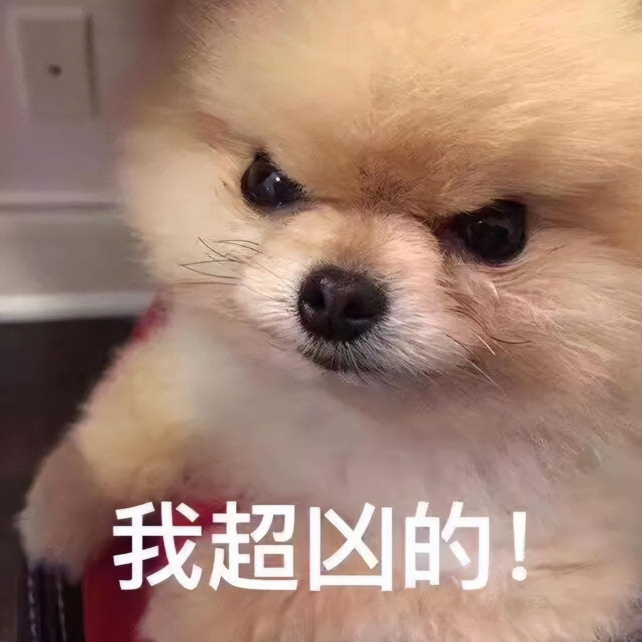狗为什么咬人(为什么舔过人血的狗必须死)