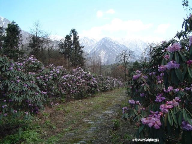 用来比喻爱情的动物，用动物比喻爱情的句子（也该成为四川人的恋爱标配）