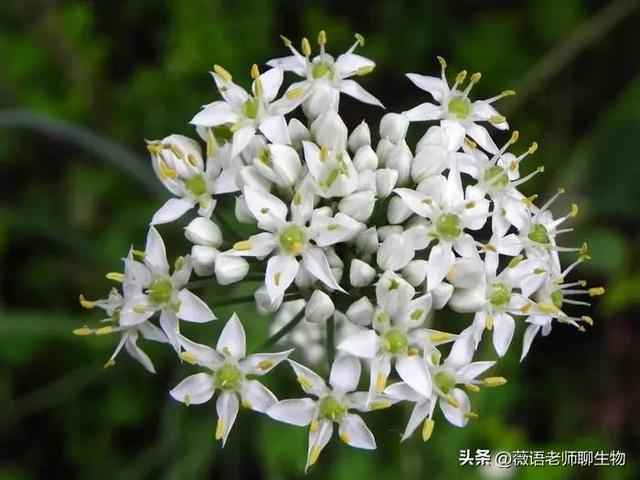 韭菜花的花苞能吃吗，韭菜花可以吃吗（韭菜好吃，韭菜花好吃吗）