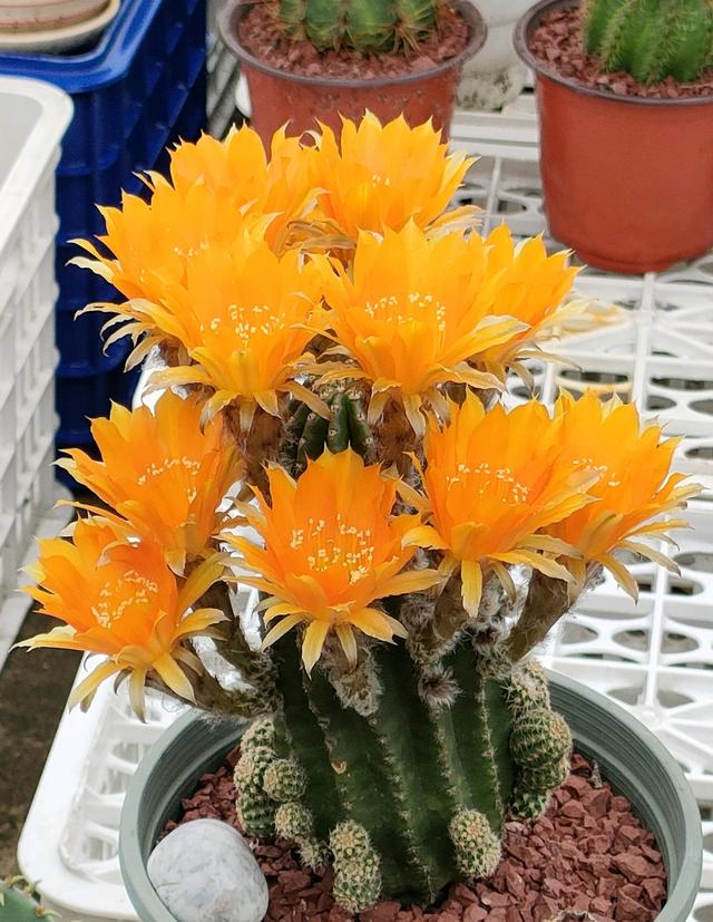 2,喜欢仙人球,就养"金刚"系列,颜值高,超爱开花,养护也简单